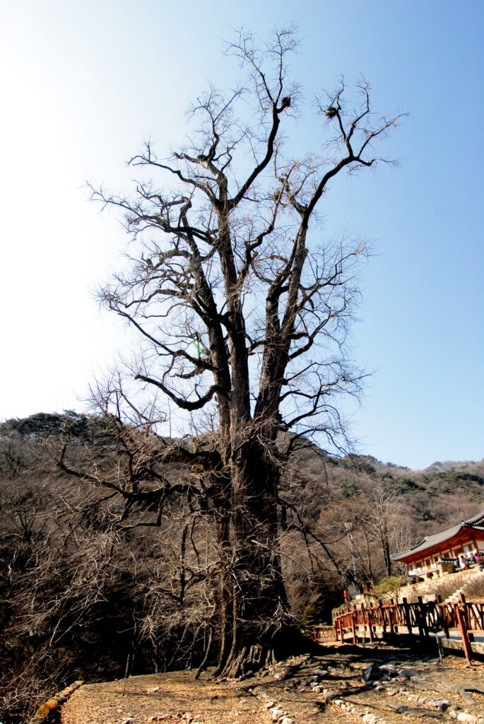 Yongmoonsa ginko tree